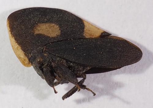Membracis lefebvrei
